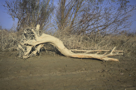 Driftwood on the sand of a rivershore in the morning