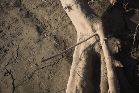 Driftwood on the sand of a rivershore in the morning