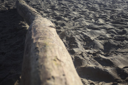Driftwood on the sand of a rivershore in the morningの写真素材