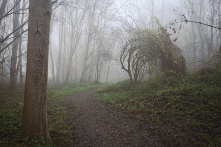 Muddy trail covered by leaves in a forest on a foggy day with an arching trees formation by its edgeの写真素材