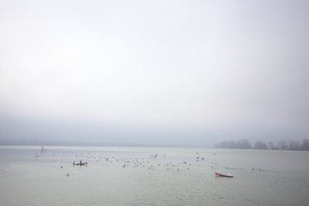Lake with a flock of birds in the distance on a foggy day in the Italian countrysideの写真素材