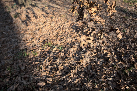 Tree branch with a few dry leaves and fallen leaves on the ground as background