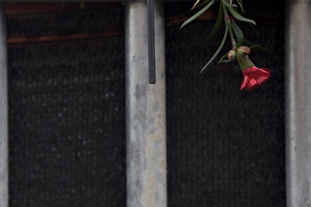 Red carnations hanging from a metallic fence seen up close
