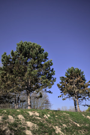 Pines on the top of a slope with a clear sky as background in a park in the countryside