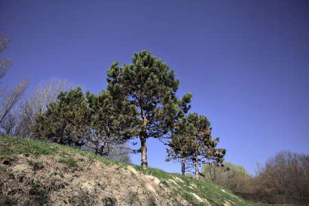 Pines on the top of a slope with a clear sky as background in a park in the countrysideの写真素材