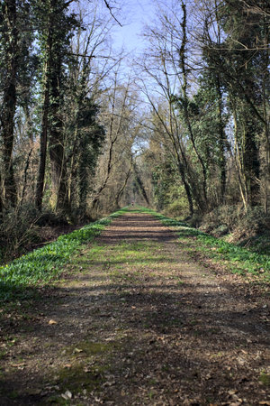 Dirt path in a park bordered by almost bare trees on a sunny day with a running man in the distance...