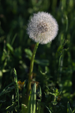 Dandelion in the middle of the grass at sunset seen up closeの写真素材