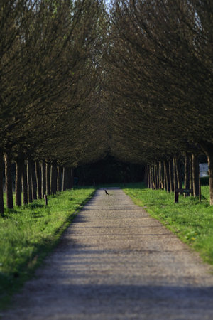 Trail bordered by two rows of trees in a park in the Italian countryside at sunsetの写真素材
