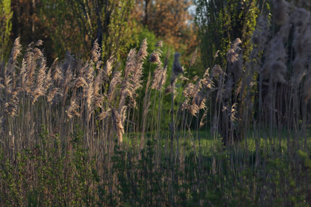 Reeds in a trench by the edge of a park counterlit by the sun at sunsetの写真素材