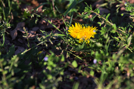 Yellow dandelions in the grass at sunset seen from aboveの写真素材