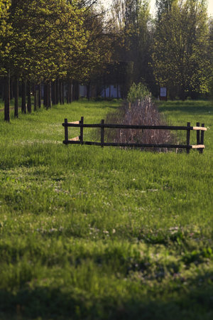 Row of trees and a trench with reeds in a park seen from afar