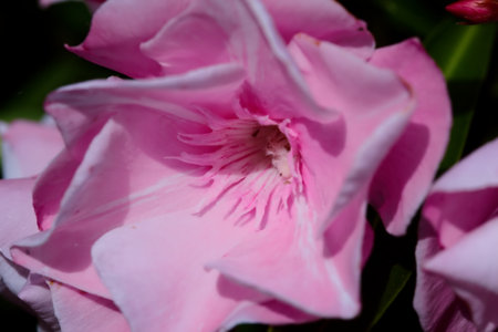 Pink oleander branch in bloom seen up close