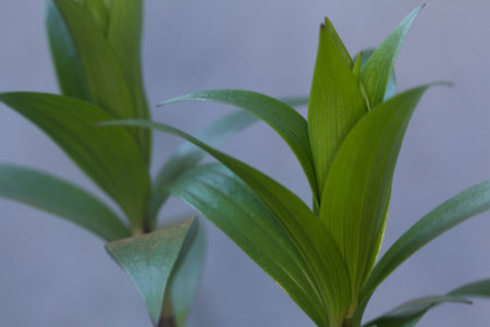 Lilium sprouts seen up close