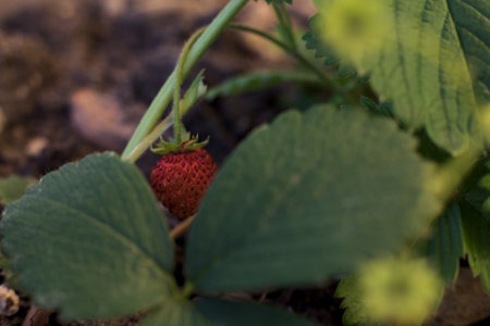 Ripe wild strawberries surrounded by leaves on a plant seen up closeの写真素材