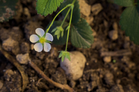 White strawberry flower in bloom seen up closeの写真素材