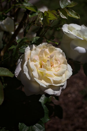 Sunlit white english roses in a bush seen up closeの写真素材