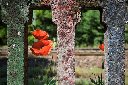 Blooming poppies growing on a concrete fence by the edge of a railroad seen up closeの写真素材