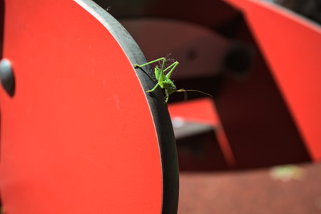 Cricket standing on the side of a red wooden plank seen up closeの写真素材