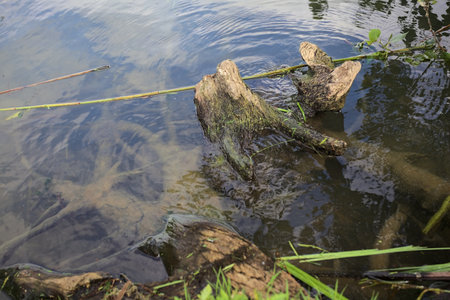 Sunken trunk next to the shore of a river with the sky cast in the waterの写真素材