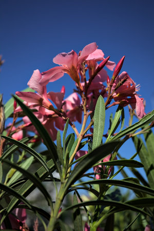 Pink oleander in bloom with a clear sky as background seen up close
