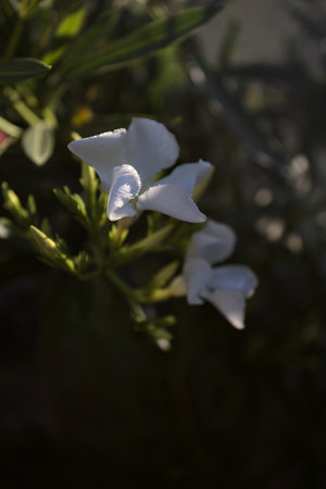 Sunlit white oleander in bloom seen up closeの写真素材
