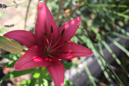 Pink lily in bloom with plants in the background seen up closeの写真素材