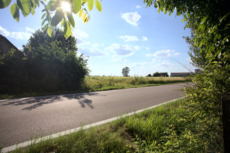 Poplar in the middle of a field on a sunny day at sunset seen from the side of a road in the Italian countrysideの写真素材