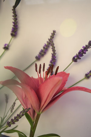 Pink lily and lavender flowers on stems in bloom on a white backgroundの写真素材