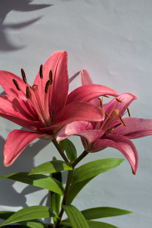 Pink lilies in bloom on a stem on a white background seen up closeの写真素材