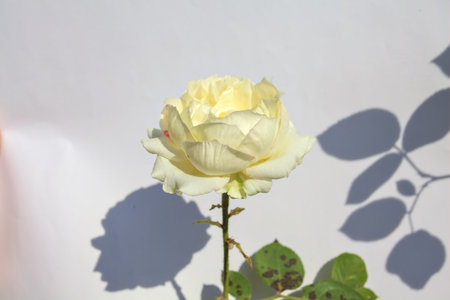 White miniature rose in bloom on a white background seen up closeの写真素材