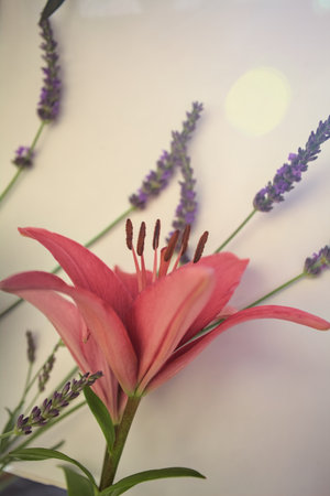 Pink lily and lavender flowers on stems in bloom on a white backgroundの写真素材