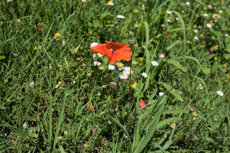 Poppy and daisies in bloom in the grass seen up closeの写真素材