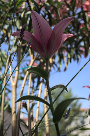 Pink lily growing in an oleander bush with a clear sky as background seen up closeの写真素材