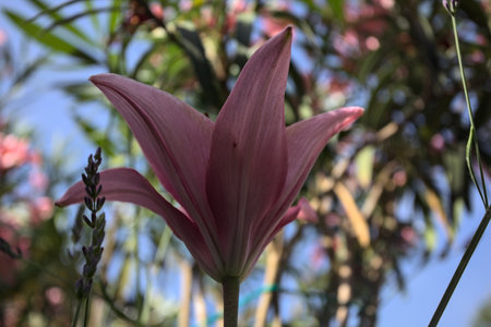 Pink lily growing in an oleander bush with a clear sky as background seen up closeの写真素材