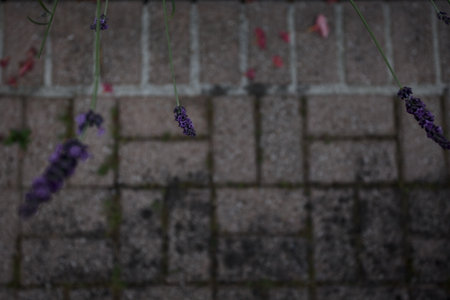 Lavender inflorescences with balcony floor tiles as background seen up closeの写真素材