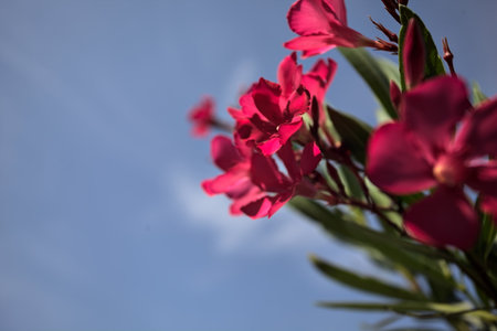 Pink oleander bush in bloom with a clear sky as background seen up closeの写真素材