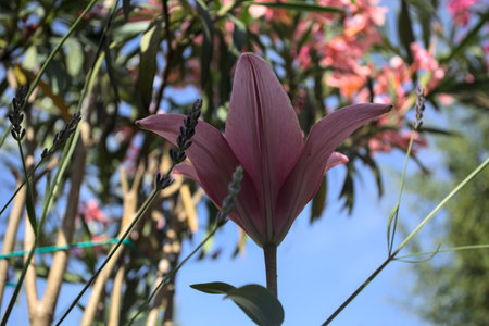 Pink lily growing in an oleander bush with a clear sky as background seen up closeの写真素材