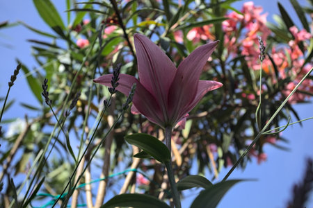 Pink lily growing in an oleander bush with a clear sky as background seen up closeの写真素材