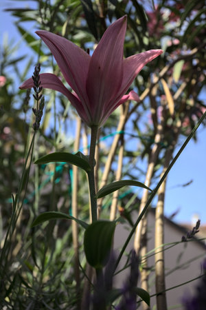 Pink lily growing in an oleander bush with a clear sky as background seen up closeの写真素材