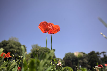 Poppies in bloom on their stems growing in a field with a clear sky and trees in the backgroundの写真素材