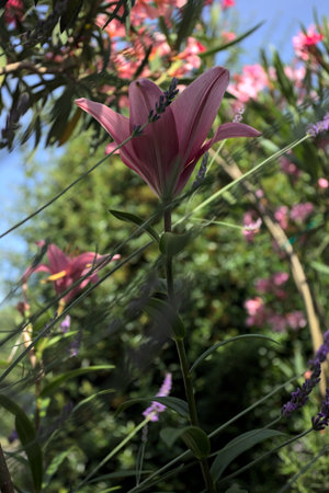 Pink lily growing in an oleander bush with a clear sky as background seen up closeの写真素材