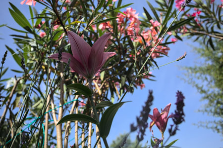 Pink lily growing in an oleander bush with a clear sky as background seen up closeの写真素材