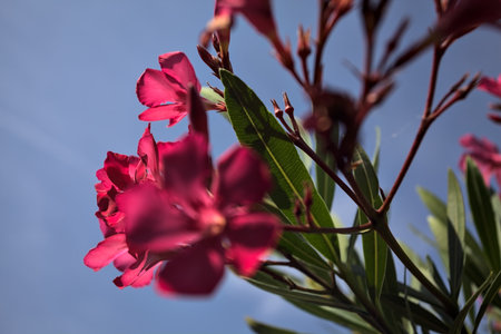 Pink oleander bush in bloom with a clear sky as background seen up closeの写真素材