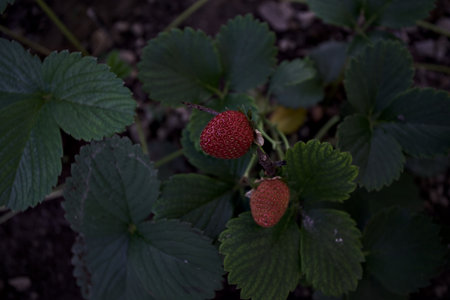 Ripe strawberries on a plant seen up closeの写真素材
