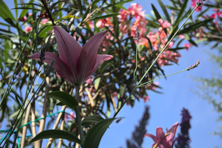 Pink lily growing in an oleander bush with a clear sky as background seen up closeの写真素材