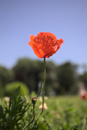Poppies in bloom on their stems growing in a field with a clear sky and trees in the backgroundの写真素材