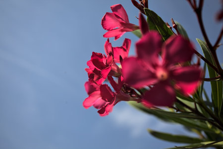Pink oleander bush in bloom with a clear sky as background seen up closeの写真素材