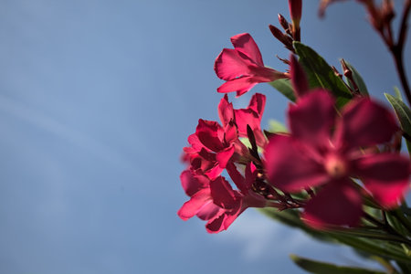 Pink oleander bush in bloom with a clear sky as background seen up closeの写真素材