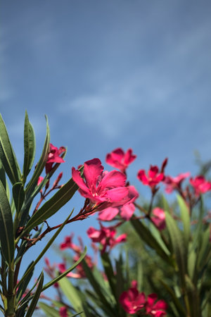 Pink oleander bush in bloom with a clear sky as background seen up closeの写真素材