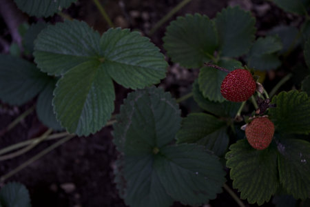 Ripe strawberries on a plant seen up closeの写真素材